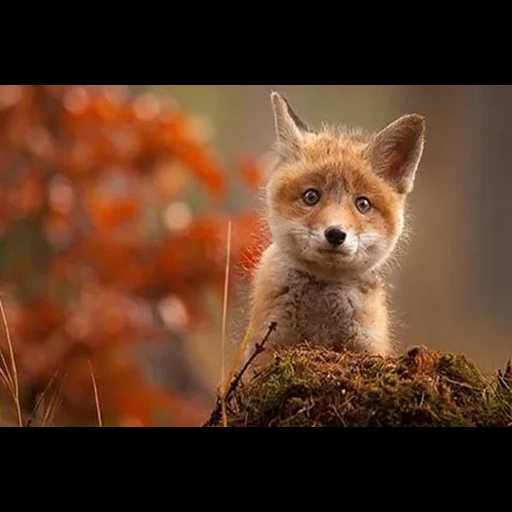 rubah, rubah, rubah manis, rubah merah, dear fox