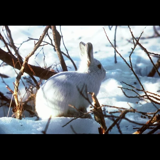 hare belyak, lièvres blancs, hare en hiver vers la forêt, hare belyak nora, hare belyak en été en hiver