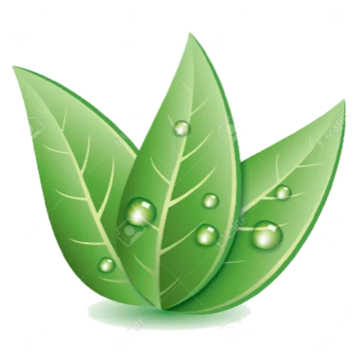 листик эко, лист росой, зеленый лист, листочки зеленые, листья векторные каплями
