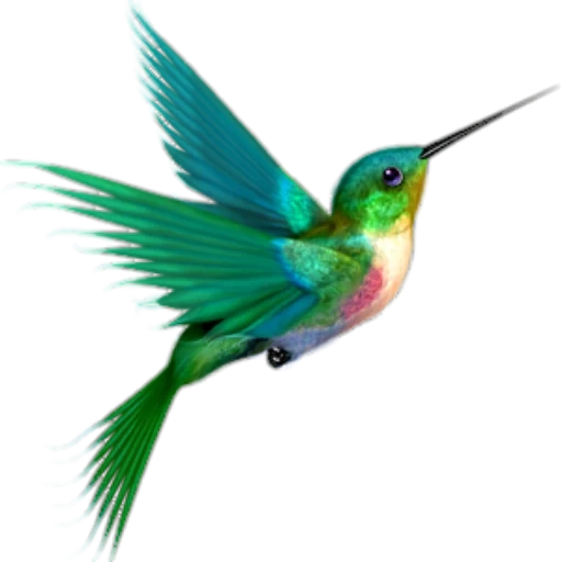 der kolibri, der kolibri, der hummingbird-effekt, klippat der kolibri, kolibris muster