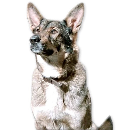 dog, moonlight master, german short-haired shepherd dog