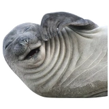 sealsseals