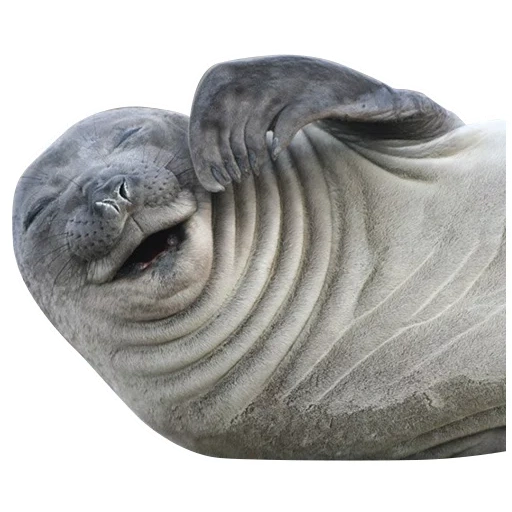 seal, walrus, seal seal