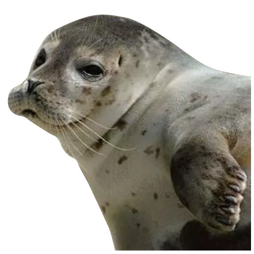 seal, grey seal, caspian seal, ordinary seal