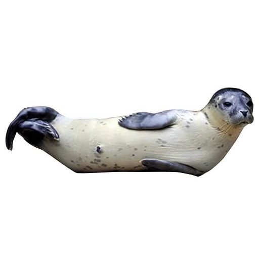 le foche, ross seal, modello di foca su sfondo bianco, seal comune