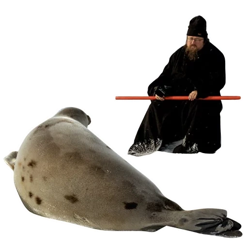 le foche, le foche, seal kurayev, seal bianco