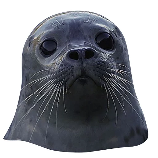 seal, seal, anjing laut kelabu, anjing laut besar, seal seal