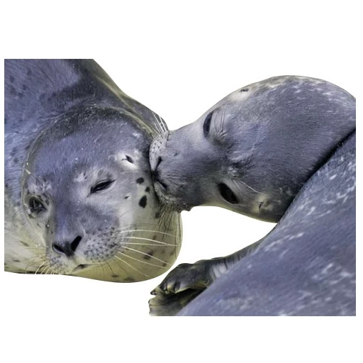 sello del sello, foca del mar, sello de bebé blanco, sello gris báltico con un cachorro, seal seal sea cat diferencia