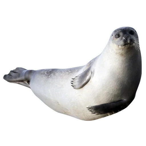 le foche, fiano di seal, ross seal, seal comune, pinna di foca ad anello