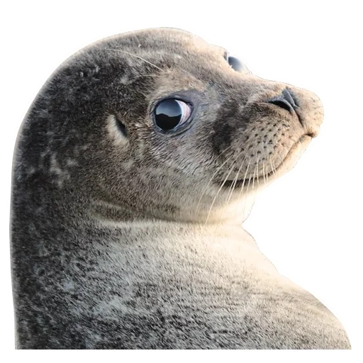 seal, anjing laut yang lucu, anjing laut kelabu, anjing laut biasa, seal seal