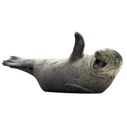 walrus, seal, seal, anjing laut tumpul, seal utaraname