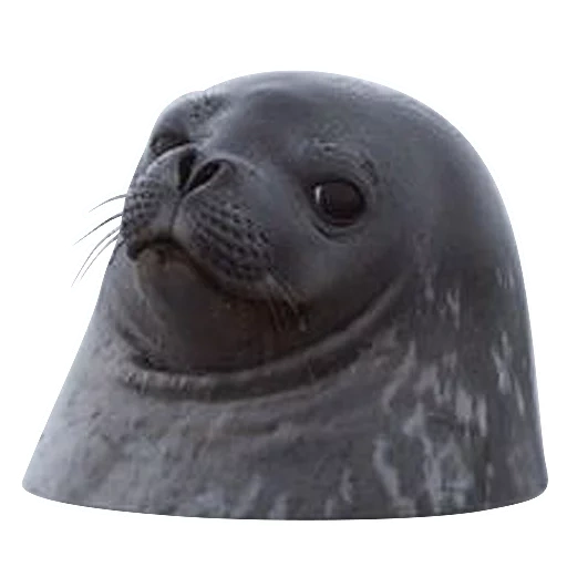 seal, black seal, seal seal, sea lion seal seal