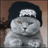 gato, chapéu de gato, rapper de gatos, sr cat, hat de gatinho