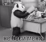 панда злая, angry panda, панда гифка, панда офисе, кропоткин петр алексеевич