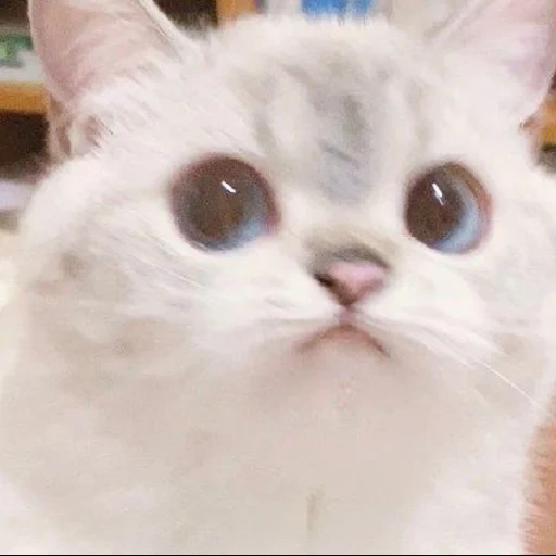 seal, cat meme, cats are cute, cute cat meme, cat memes are cute
