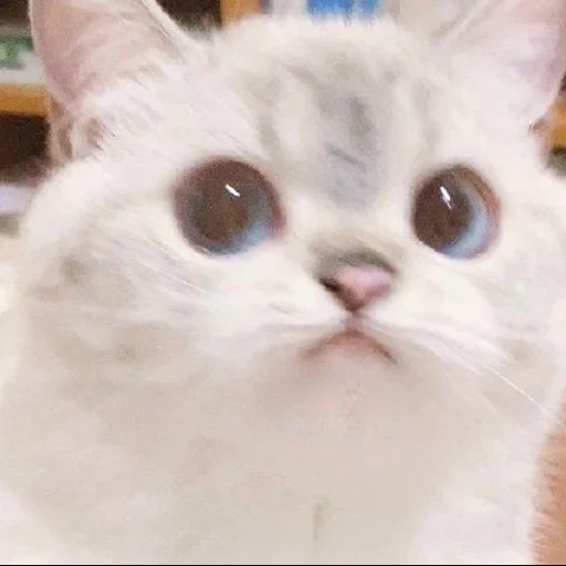 chat, mème de minou, le chat est cher, cher cat meme, les catcals sont mignons