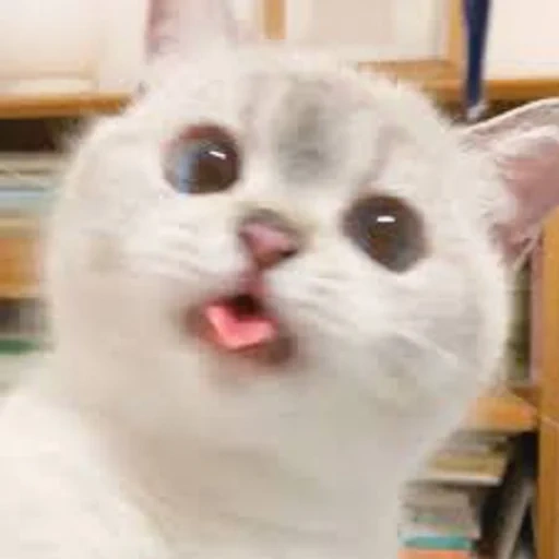meme cat, kitten meme, meme cat, lovely seal, cute cats are funny