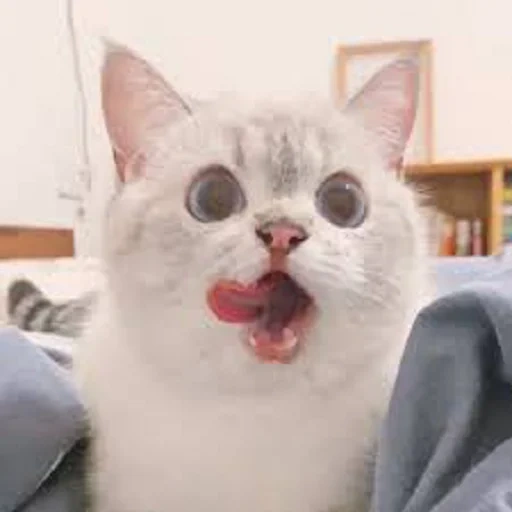 cat, seal, cute cat meme, drama cat, funny cute seal