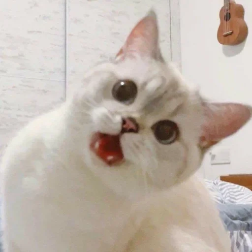 gato memético, cat meng meng da, lindo modelo de gato, el modelo de gato es lindo, pan de foca enojado