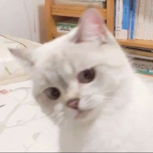 gato, nana cat, meme de kitty, o gato é branco, um gato memêmico
