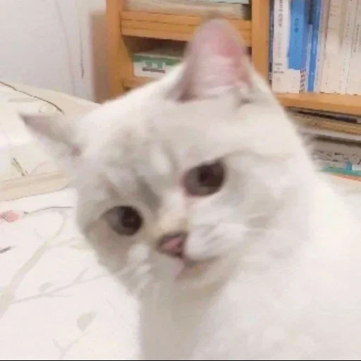 gatto, nana cat, meme gattino, il gatto è bianco, un gatto mememico