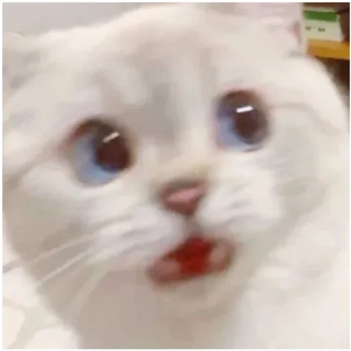 meme gatito, meme de gatito, un gato mememic, querido meme de gato, los lindos gatos son divertidos