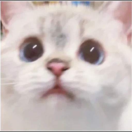 kitty meme, cute cats, the animals are cute, dear cat meme, dramatic cat nana