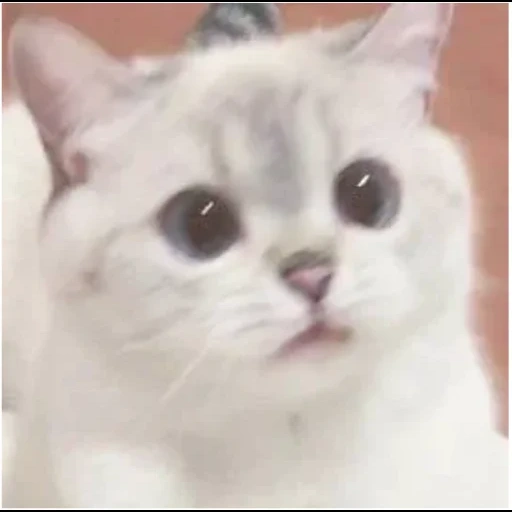 gato, gato, gatos lindos, querido meme de gato, el gato es respondido