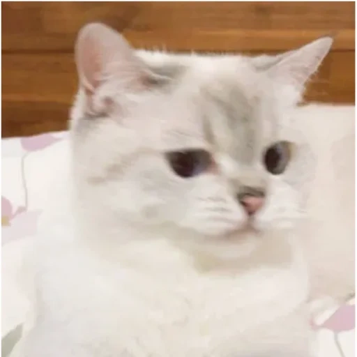 cat, cats, a cat, the cat is white, kitten meme