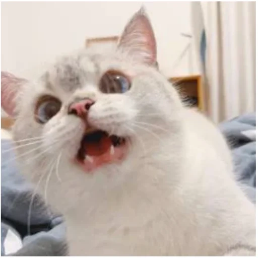 gatto, le foche, meme del gatto, un bel sigillo, nana cat expressive