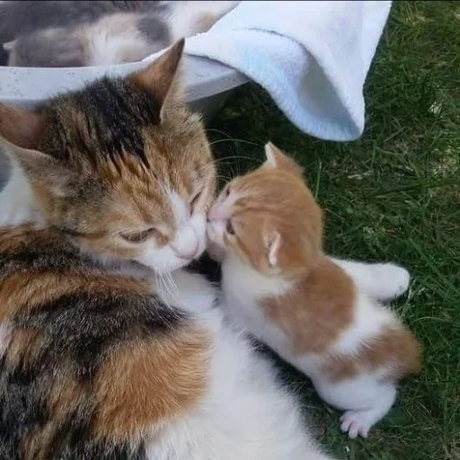 котики обнимашки, обнимающиеся котики, кошачьи обнимашки, обнимающиеся коты, кошачья любовь