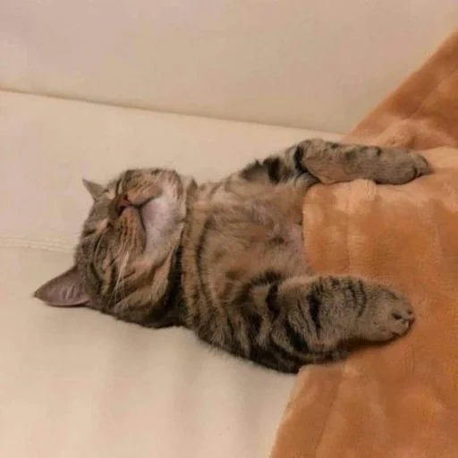 спящий кот, кот, сонный кот, кот засоня, коты