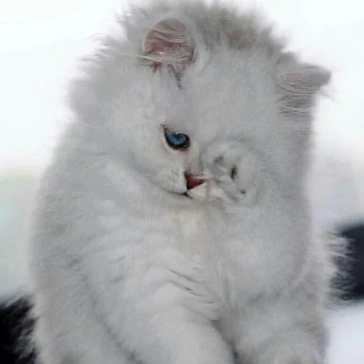белый пушистый котенок, белый пушистый кот, белая пушистая киса, котята милые и пушистые, персидская кошка белая