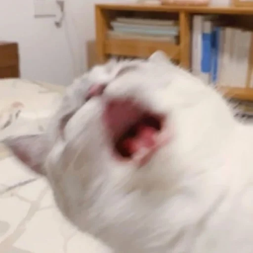 зевающая кошка, зевающий котик, зевающий кот, кот всратый, зевающие коты
