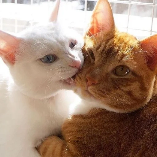 коты кусаются, обнимающиеся котики, два котенка рыжий и белый, котики рыжие с белым, домашние питомцы