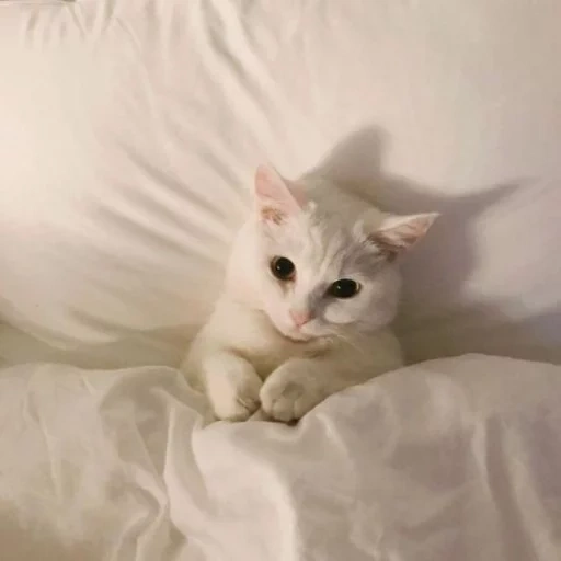 кошка белая, милые эстетичные котики, кошки милые, белая кошка мем, милые котики