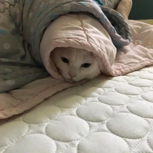 кот в одеяле, котик в одеяле, котенок в одеяле, милые котики, теплое одеяло юмор