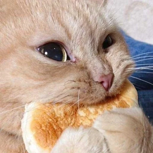 котик, милые котики, котик с хлебом в зубах, кот, котик кушает