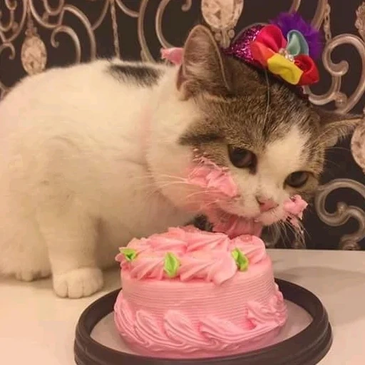 тортик с кошкой, кот ест торт, котенок ест тортик, торт котик, тортик котик