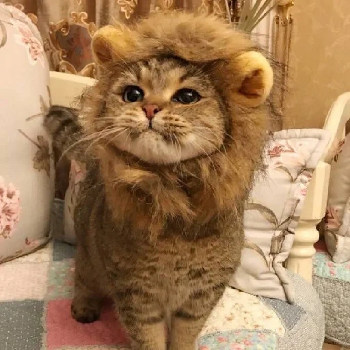 котик в костюме льва, кот лев, милые котики смешные, котик, пушистый кот