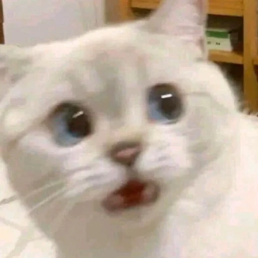 милый котик мем, лицо кота мем милый, котенок мем, белый кот мем, котик