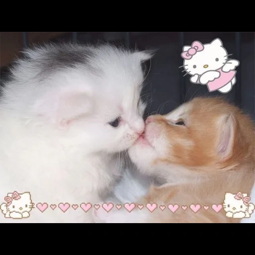 gato, lindo gatito, animal lindo, gatito besándose, gatito encantador