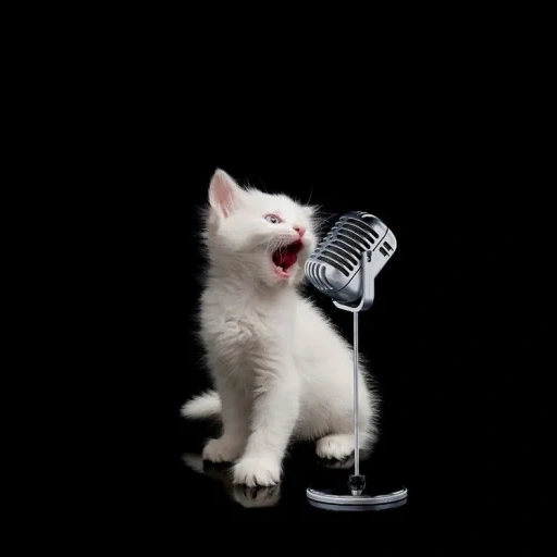 chat, chat chantant, le chat est un microphone, un microphone de chat, un chaton avec un microphone