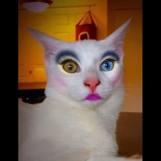 chat, chat avec des lèvres, chat peint, chat peint, mème de chat peint