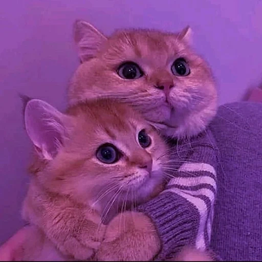 кошка, котик, милые котики, котики котята, розовый котенок