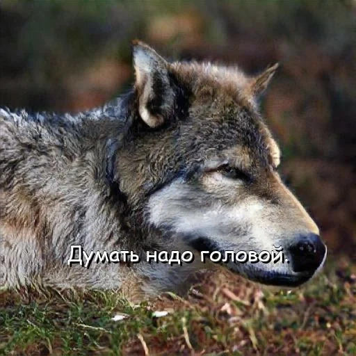 der wolf, the wild wolf, der wolf lächelte, der graue wolf, der einsame wolf