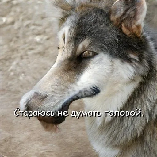 der wolf, der wolf lächelte, der graue wolf, der wolf, wolf hund wolf
