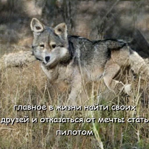 lobo gris, lobo salvaje, lobo ruso, pequeño lobo, lobo siberiano
