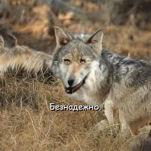der wolf, der wolf auf, der wolf von biruck, the wild wolf, der graue wolf
