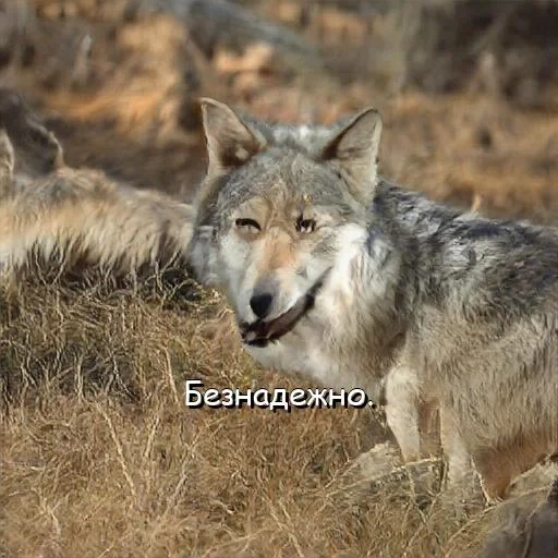 волк, волк ауф, бирюк волк, дикий волк, серый волк